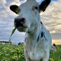 Mob grazing