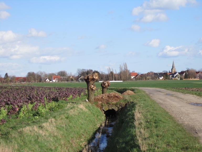 Abessinischen Kohl in Mischkultur als Zwischenfrucht