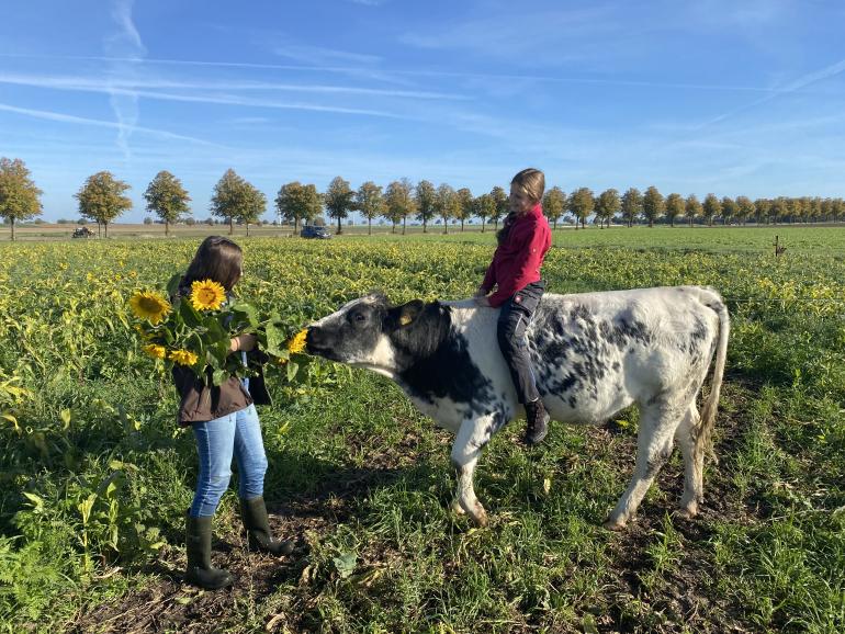 Mob grazing im Ackerbau