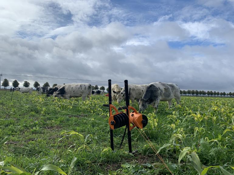 Mob grazing auf Zwischenfrüchten